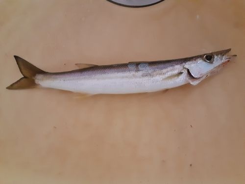 カマスの釣果