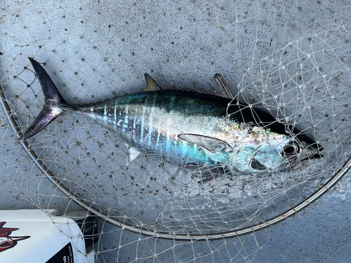 たけしハイさんの釣果 1枚目の画像