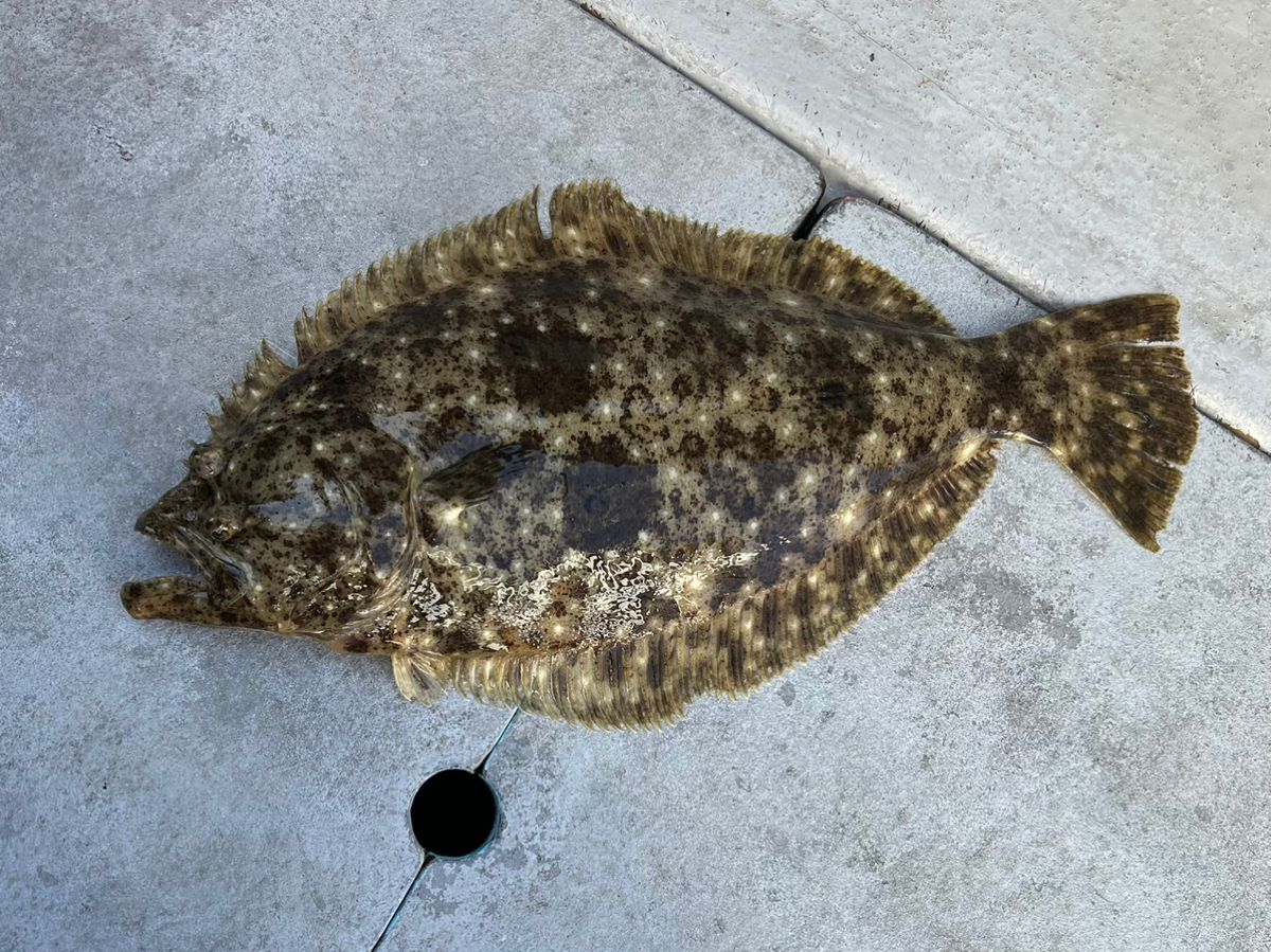 たけしハイさんの釣果 2枚目の画像