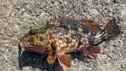 カサゴの釣果