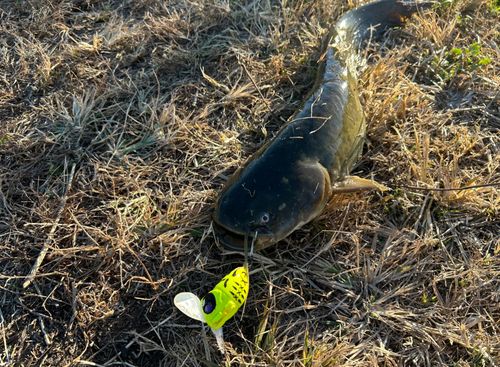 ナマズの釣果