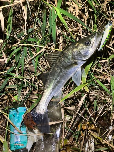 那珂川（茨城〜栃木）