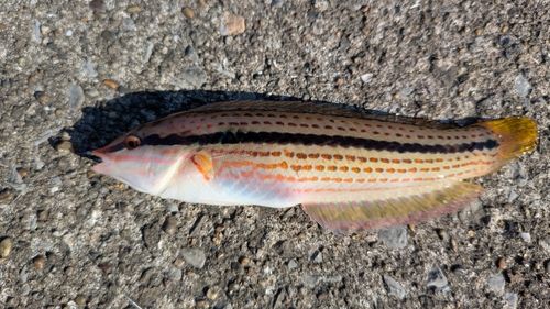 キュウセンの釣果