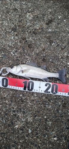 セイゴ（マルスズキ）の釣果