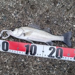 セイゴ（マルスズキ）