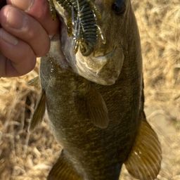 スモールマウスバス