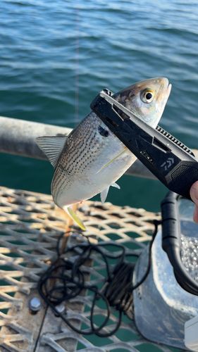 本牧海づり施設