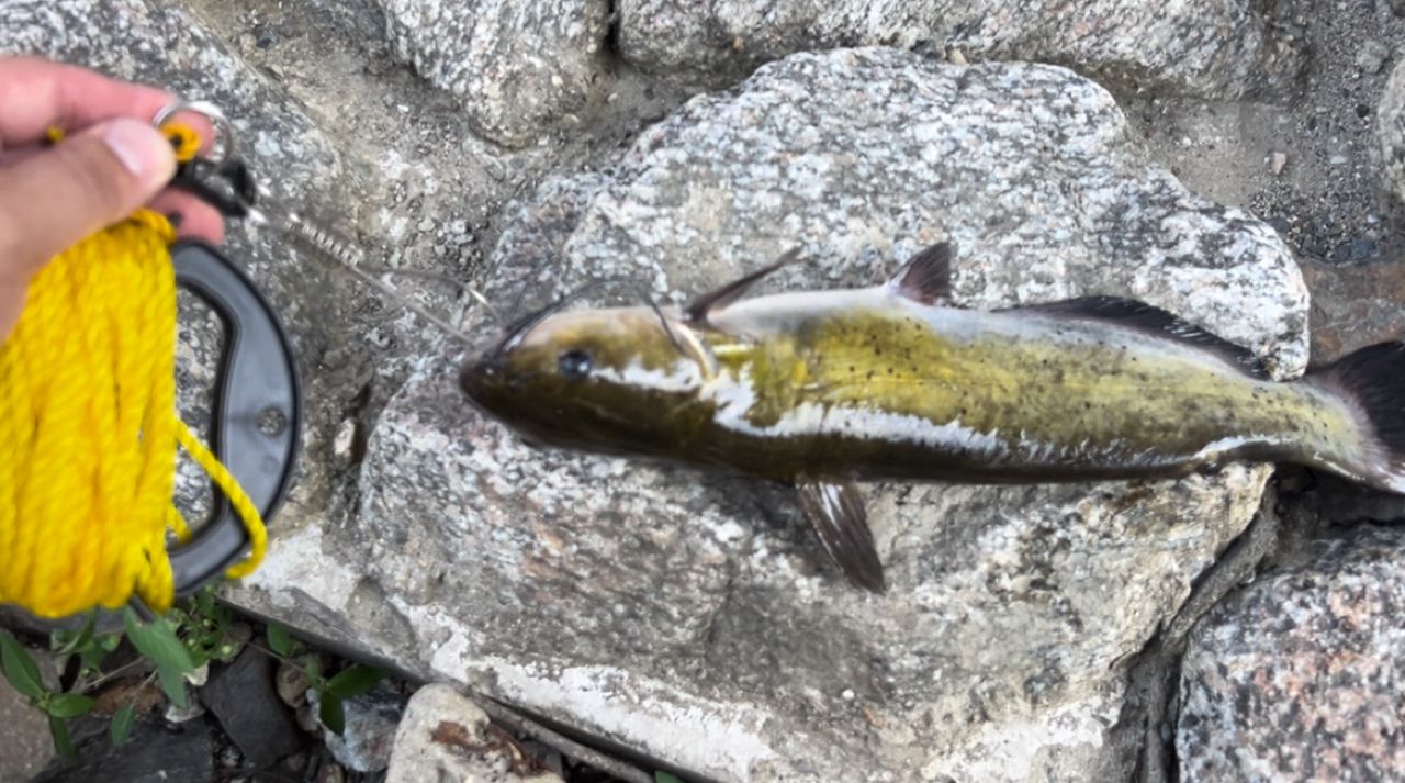 アメリカナマズ