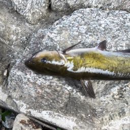 アメリカナマズ