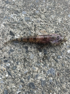 アサヒアナハゼの釣果