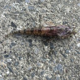 アサヒアナハゼ