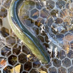 レインボートラウト