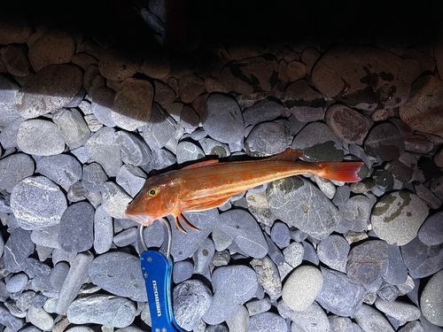 ホウボウの釣果