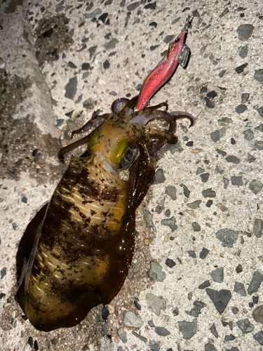 アオリイカの釣果