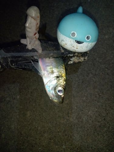 マアジの釣果