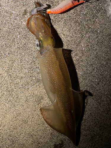 イカの釣果
