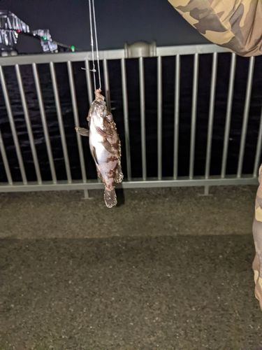 若洲海浜公園海釣り施設