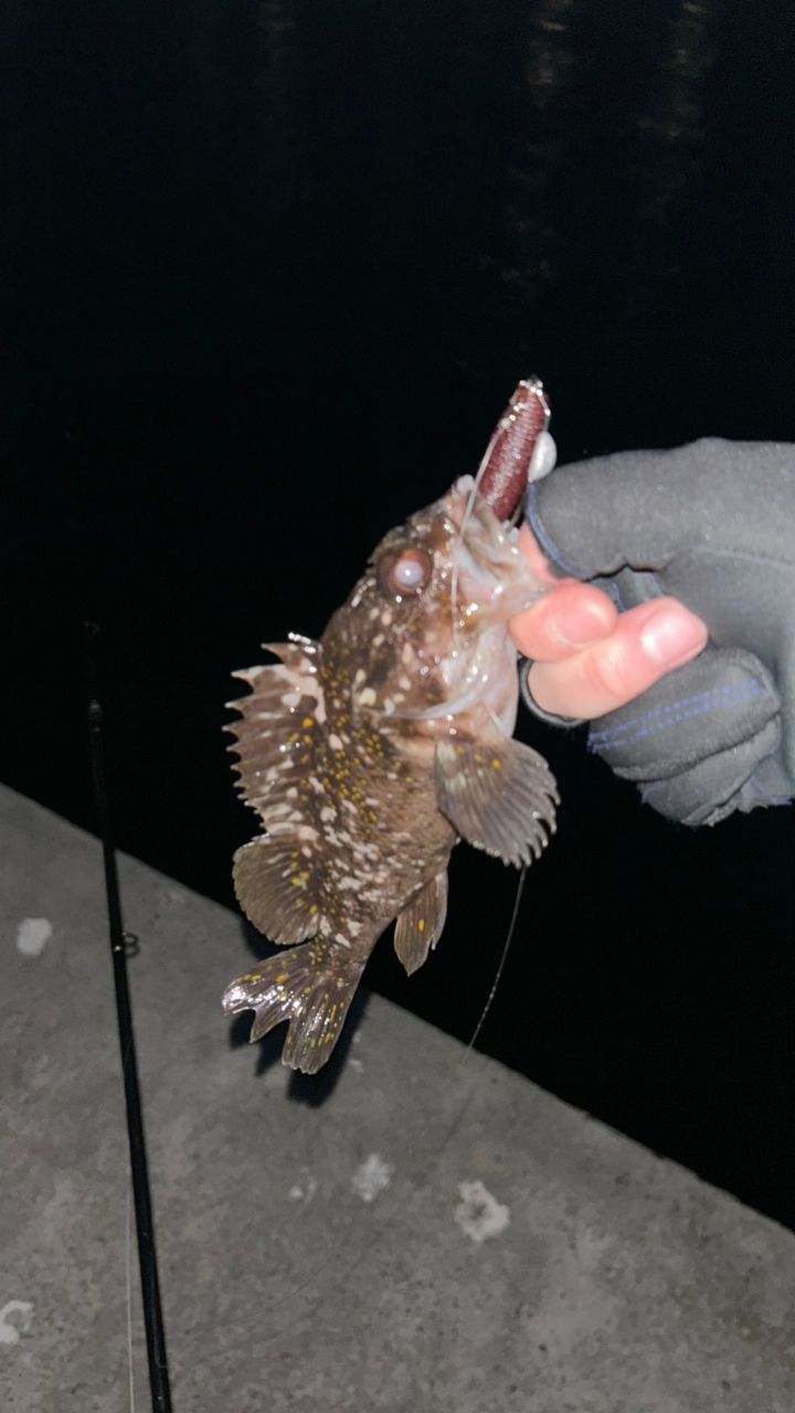 オウゴンムラソイ