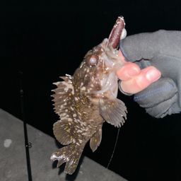 オウゴンムラソイ