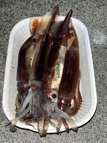 イカの釣果