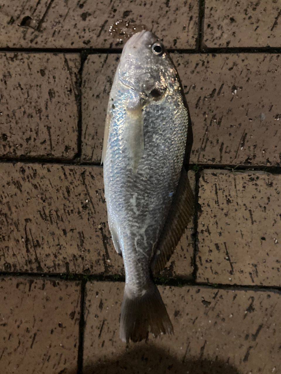 クジラ24号さんの釣果 1枚目の画像