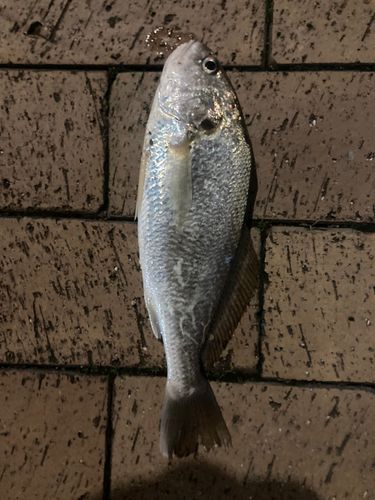 シログチの釣果