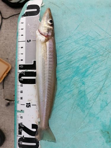 シロギスの釣果