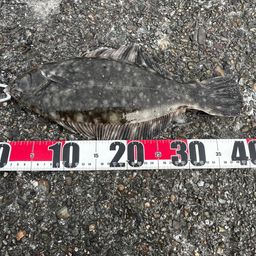 クロガシラガレイ