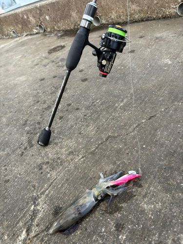 東京湾（アクアライン以北）