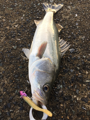 セイゴ（マルスズキ）の釣果