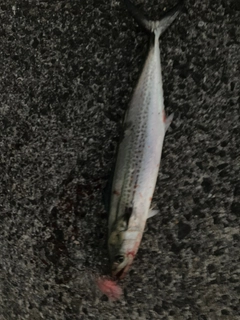 サゴシの釣果