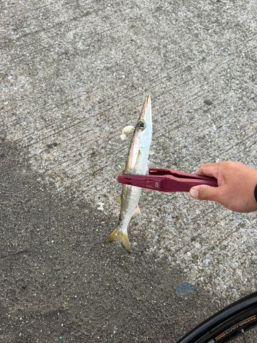 タチウオの釣果