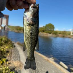 ラージマウスバス