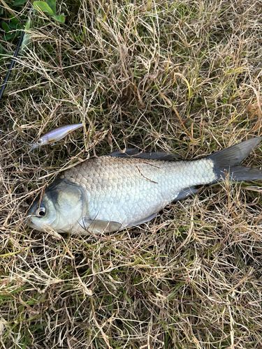 ヘラブナの釣果