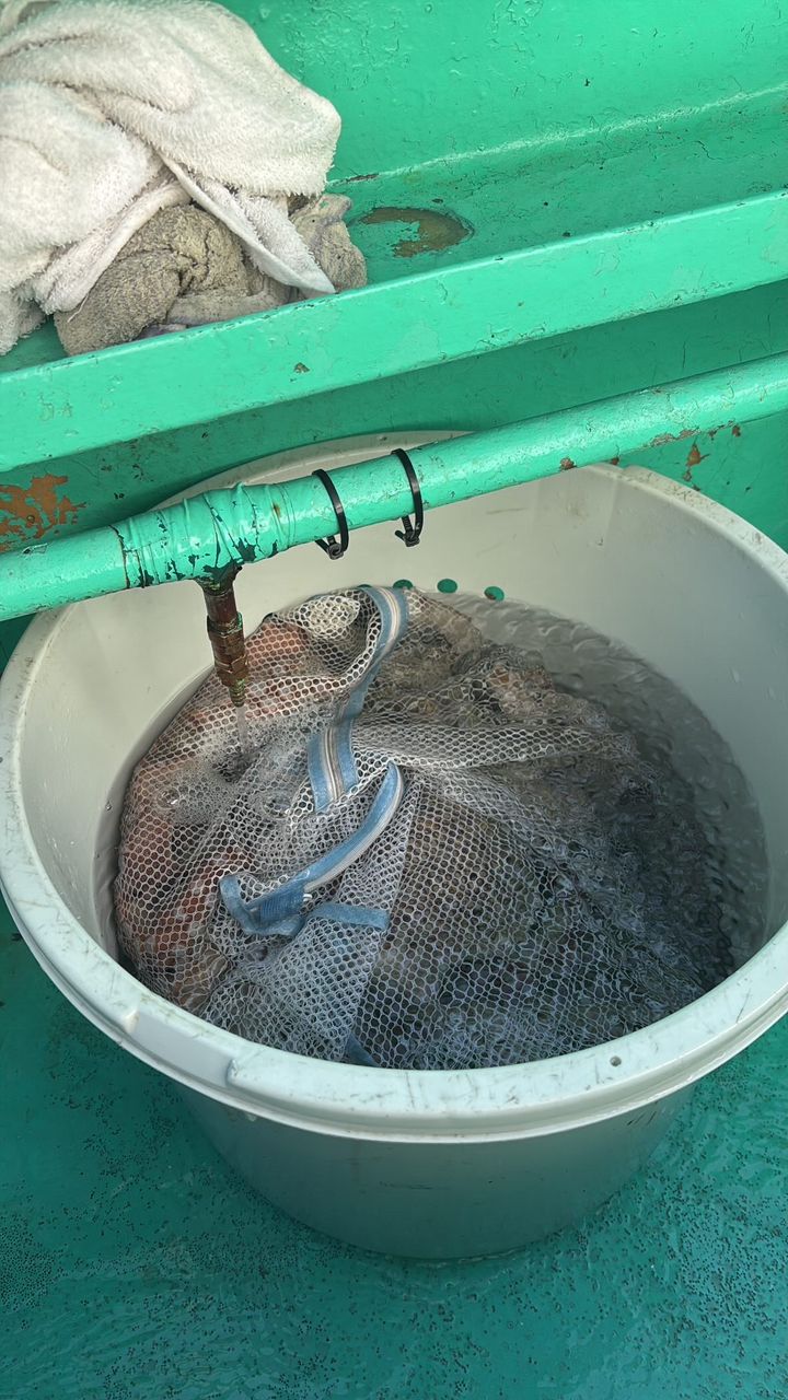 CFC SHUさんの釣果 3枚目の画像