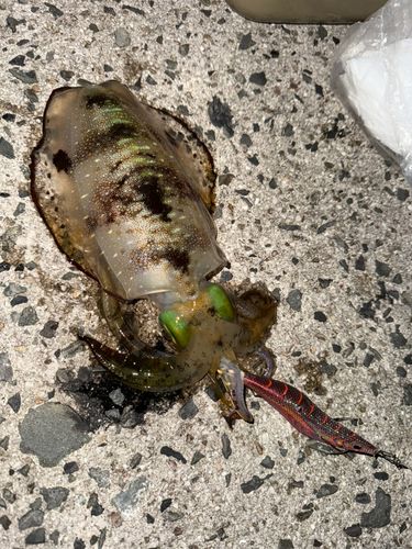 アオリイカの釣果