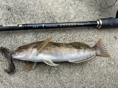 アイナメの釣果