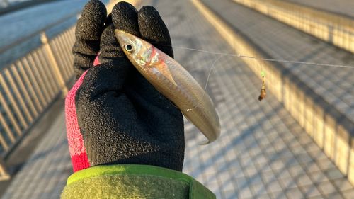 シロギスの釣果