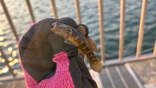 アナハゼの釣果