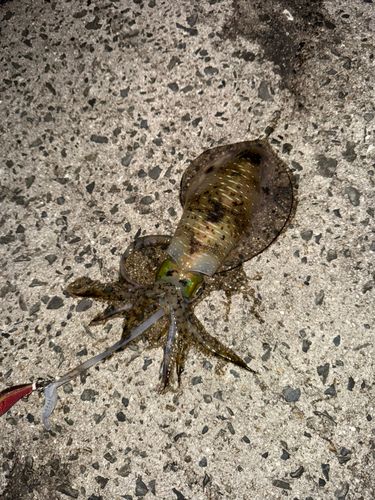 アオリイカの釣果
