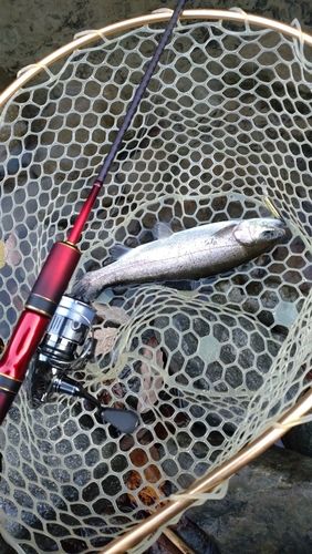 レインボートラウトの釣果