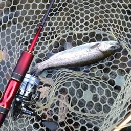 レインボートラウト