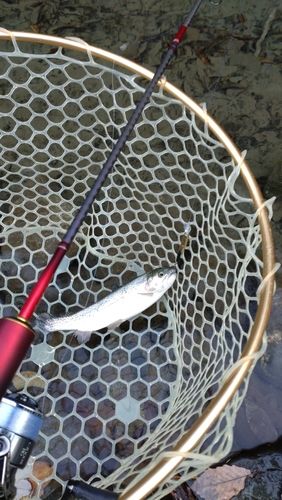 レインボートラウトの釣果