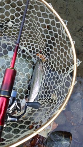 レインボートラウトの釣果
