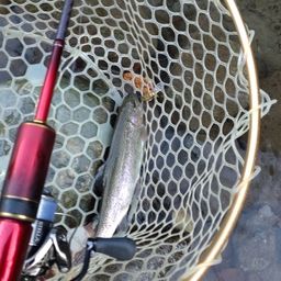 レインボートラウト