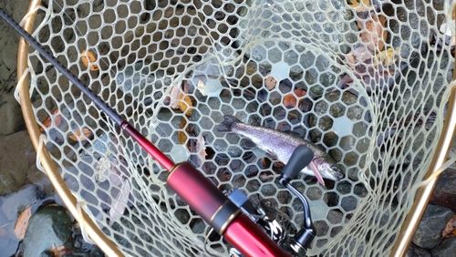 レインボートラウトの釣果