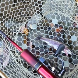 レインボートラウト