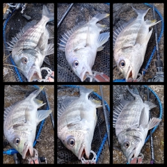 クロダイの釣果