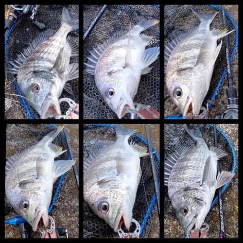 クロダイの釣果