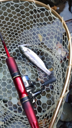 レインボートラウトの釣果